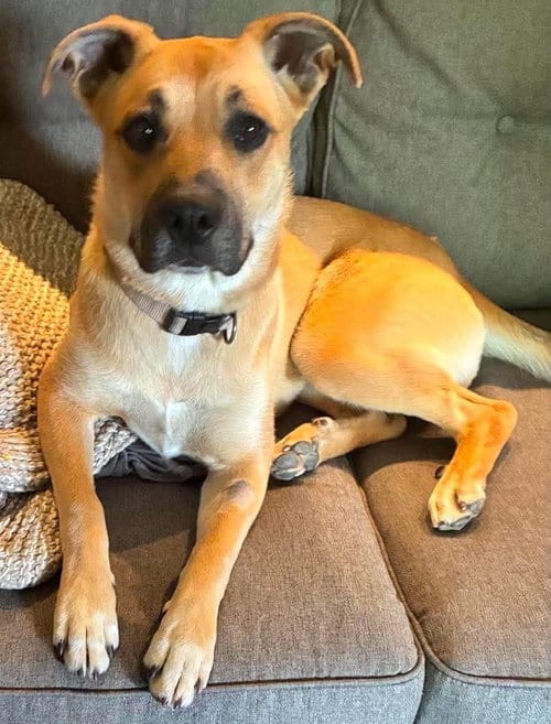 Photo of Lainey, adoptable Boxer in Burnsville, Minnesota