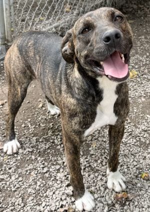 Photo of Lou, adoptable Pit Bull Terrier in Savannah, Missouri
