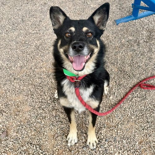 Photo of Keenan, adoptable German Shepherd Dog in Mesa, Arizona