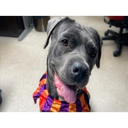 Photo of Luna, adoptable Cane Corso in Loveland, Colorado