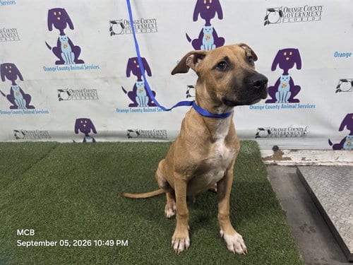 Photo of Cain, adoptable Pit Bull Terrier in Orlando, Florida