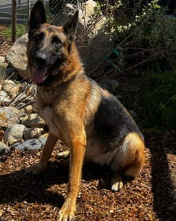 Photo of Lizzy, adoptable German Shepherd Dog in Lathrop, California