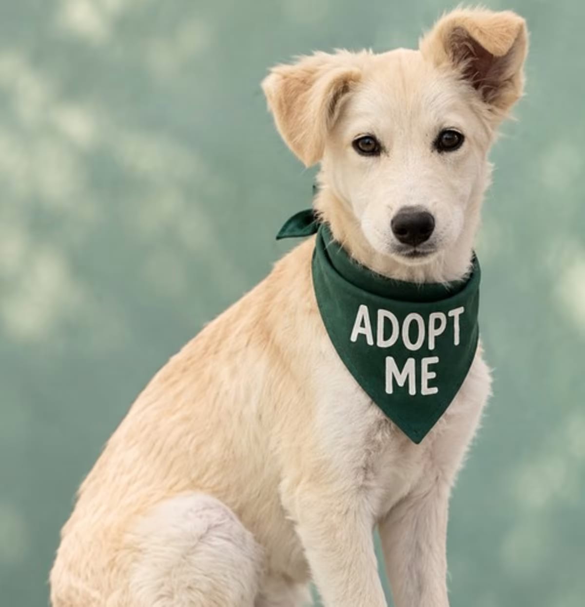 Photo of Snowflake, adoptable Parson Russell Terrier Terrier (Unknown Type, Medium) in Los Angeles, California