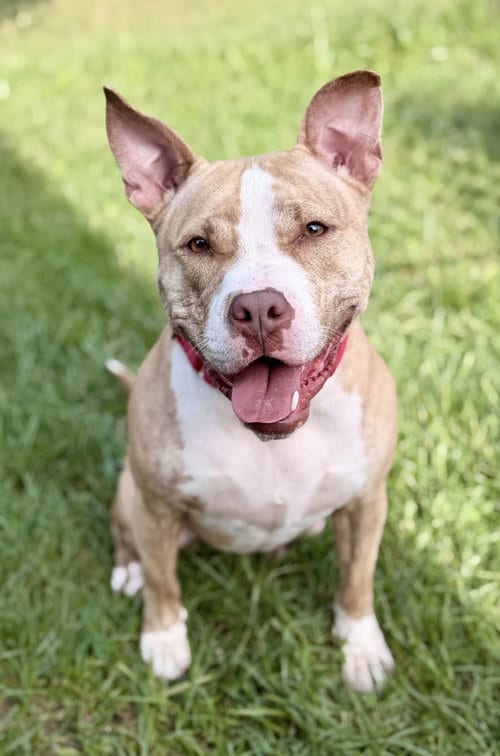 Photo of Nova, adoptable Pit Bull Terrier in Manahawkin, New Jersey