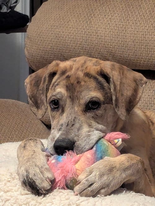 Photo of Stormi, adoptable Australian Cattle Dog/Blue Heeler in League City, Texas