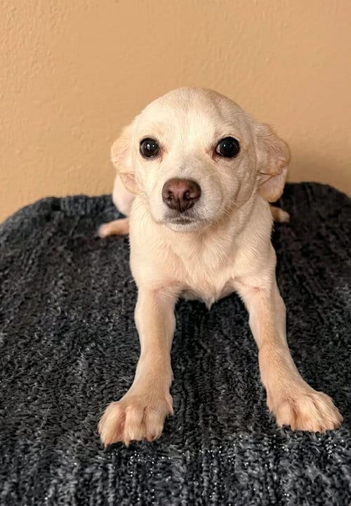 Photo of Pixie T, adoptable Chihuahua in Inglewood, California