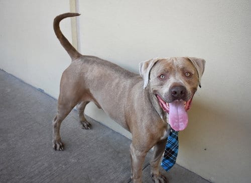 Photo of Blue, adoptable American Staffordshire Terrier in McKinney, Texas