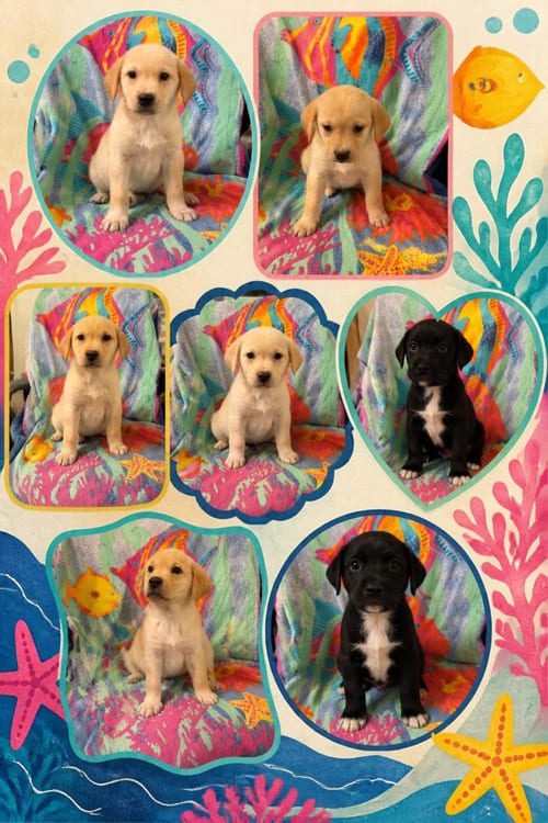 Photo of Valley Babies, adoptable Labrador Retriever in Anchorage, Alaska