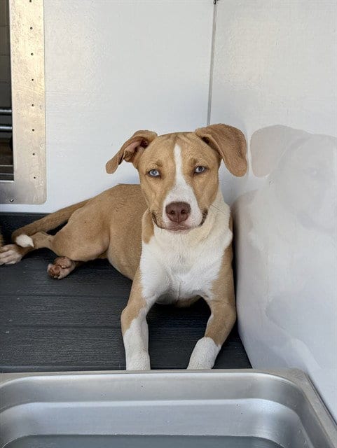 Photo of Lilly, adoptable Pit Bull Terrier in San Bernardino, California