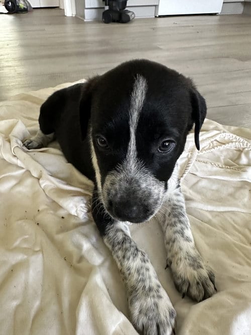 Photo of Hazel, adoptable Staffordshire Bull Terrier in The Woodlands, Texas