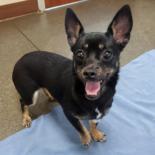 Photo of Luna Buna, adoptable Chihuahua in Burlingame, California