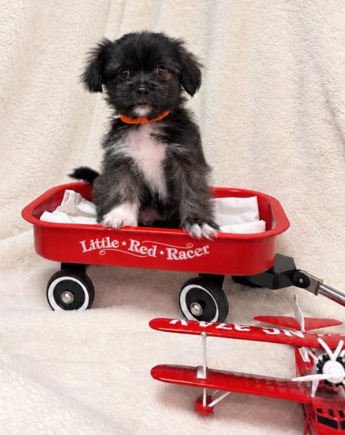 Photo of Yeager, adoptable Shih Tzu in Ellijay, Georgia