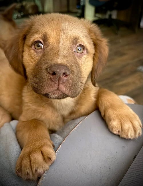 Photo of Felicie- Belles & Beau Litter, adoptable American Staffordshire Terrier in Holly Springs, North Carolina