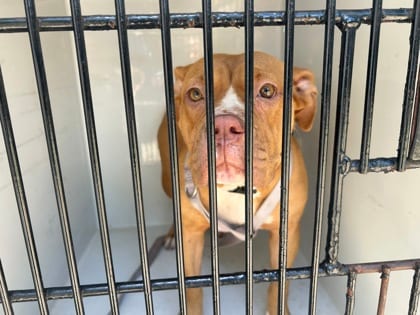 Photo of 61694517, adoptable dog in Atlanta, Georgia