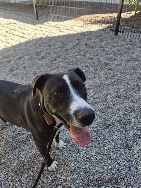 Photo of Tinkerbell, adoptable American Pit Bull Terrier in Mesa, Arizona