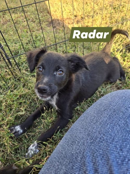 Photo of Radar, adoptable Labrador Retriever in Berlin, New Jersey