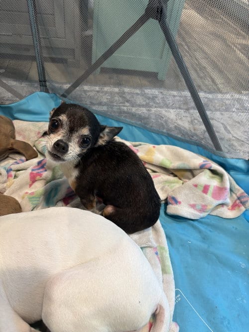 Photo of Diablo, adoptable Chihuahua in Mcclellanville, South Carolina
