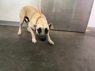 Photo of Maui, adoptable German Shepherd Dog in Los Angeles, California