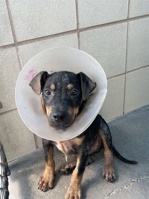 Photo of Brownie, adoptable German Shepherd Dog in Corpus Christi, Texas