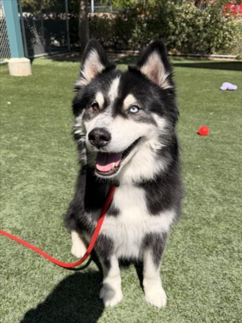 Photo of Reseda, adoptable Siberian Husky in Chatsworth, California