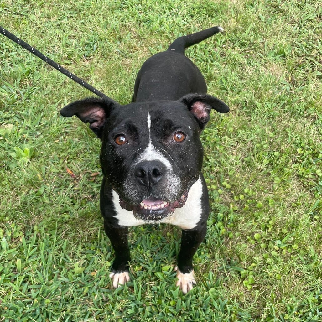 Photo of Chauncey, adoptable Mixed Breed (Medium) in Chattanooga, Tennessee