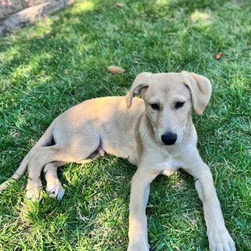 Photo of Sheldon, adoptable Unknown breed in Rancho Santa Fe, California