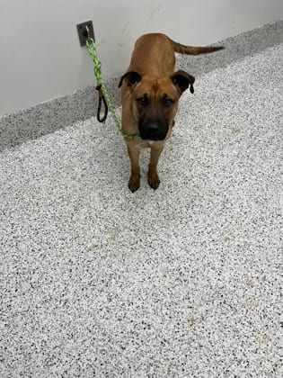 Photo of Ranger, adoptable dog in Atlanta, Georgia