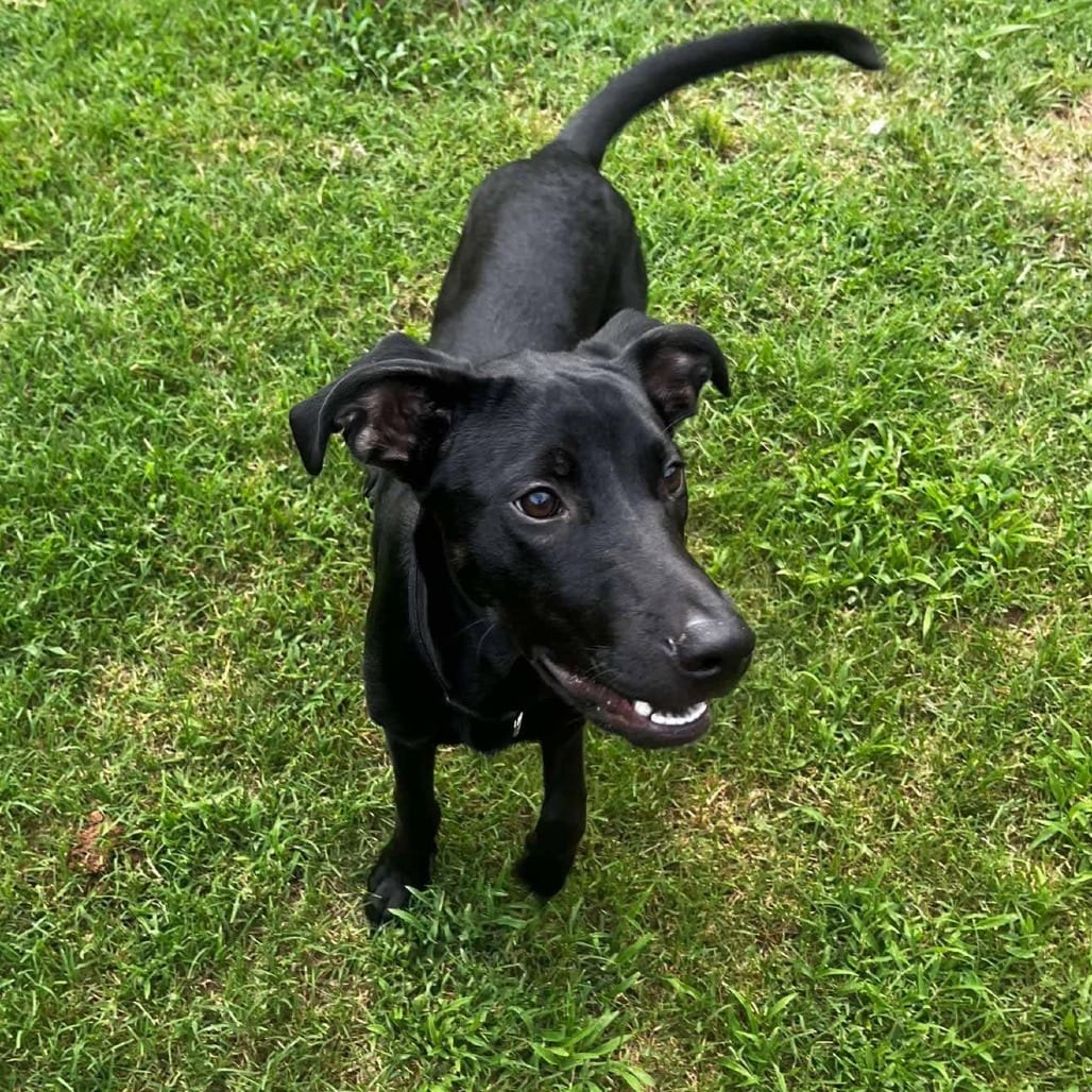 Photo of Rook, adoptable Retriever, Labrador / Mix in Oklahoma-based; Northeast placements, Oklahoma