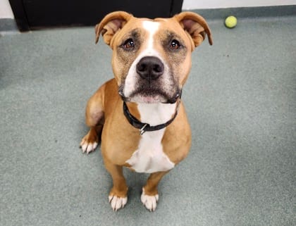 Photo of Glimmer, adoptable dog