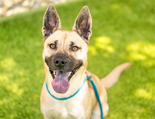 Photo of Oat, adoptable German Shepherd Dog in San Jose, California