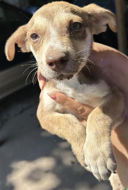 Photo of A663324, adoptable Miniature Schnauzer in Houston, Texas