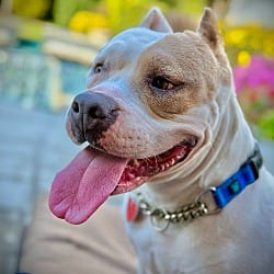 Photo of Annie, adoptable Pit Bull Terrier in Beverly Hills, California