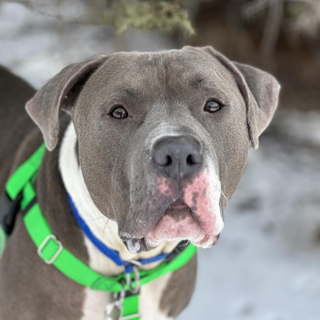 Photo of Widget, adoptable Terrier, Pit Bull / Mix in Kanab, Utah