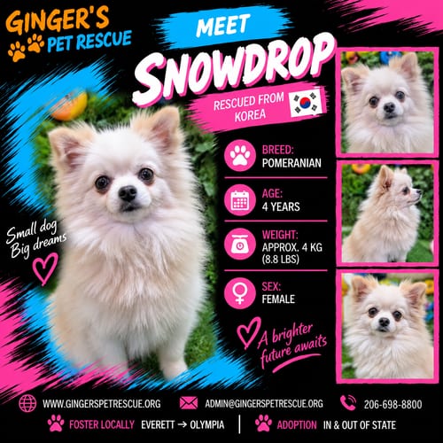 Photo of Snowdrop From Korea, adoptable Pomeranian in Federal Way, Washington