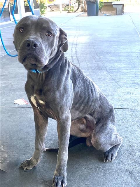 Photo of Drake, adoptable Pit Bull Terrier in Los Angeles, California