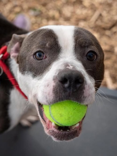Photo of Faux, adoptable Boston Terrier in Port Richey, Florida