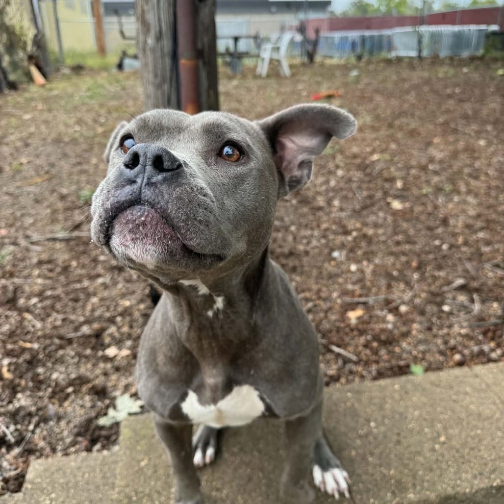 Photo of Evelyn D12612, adoptable Terrier, American Pit Bull / Boxer in Princeton area, Minnesota