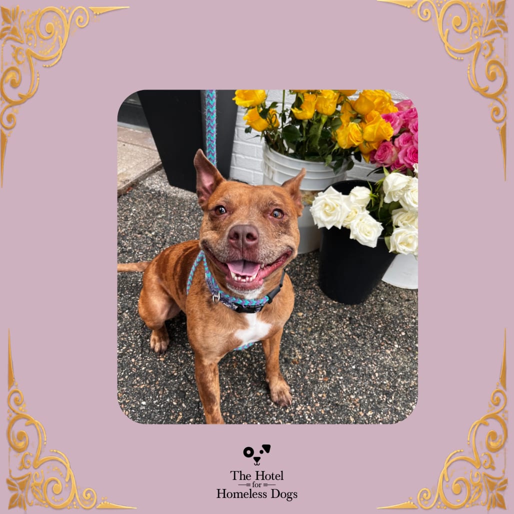 Photo of Mabel, adoptable Cattle Dog / Terrier in Cumberland, Rhode Island