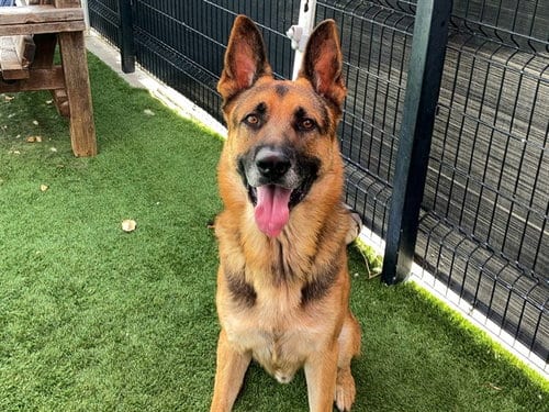 Photo of Roody, adoptable German Shepherd Dog in Orange, California