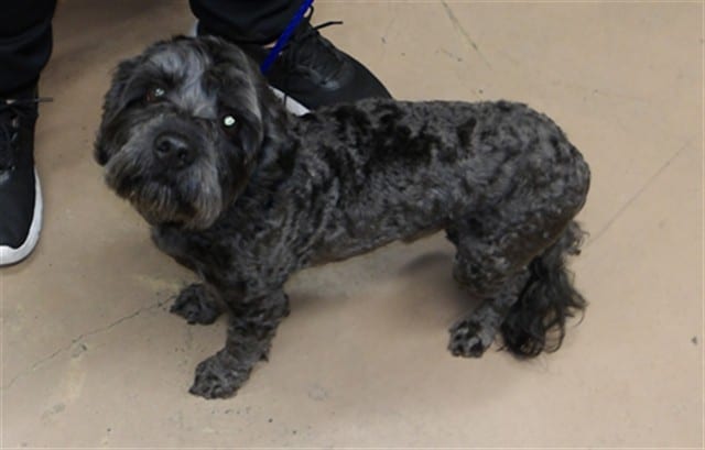 Photo of Snuggles, adoptable Poodle - Miniature in Chicago, Illinois