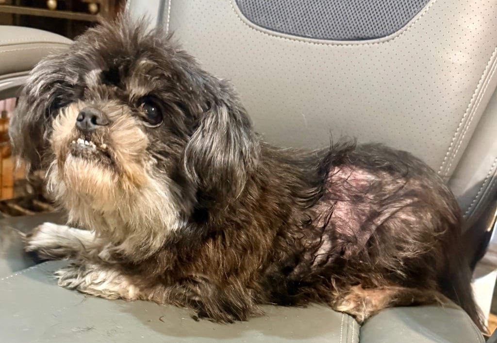 Photo of Toby, adoptable Shih Tzu in Crossville, Tennessee