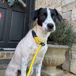 Photo of Tessa, adoptable Pointer English Springer Spaniel in Winchester, Virginia