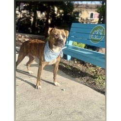 Photo of Bingo, adoptable Boxer American Bulldog in Doral, Florida