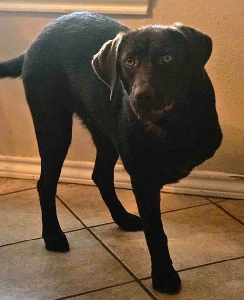 Photo of Holly, adoptable Labrador Retriever in Fort Worth, Texas