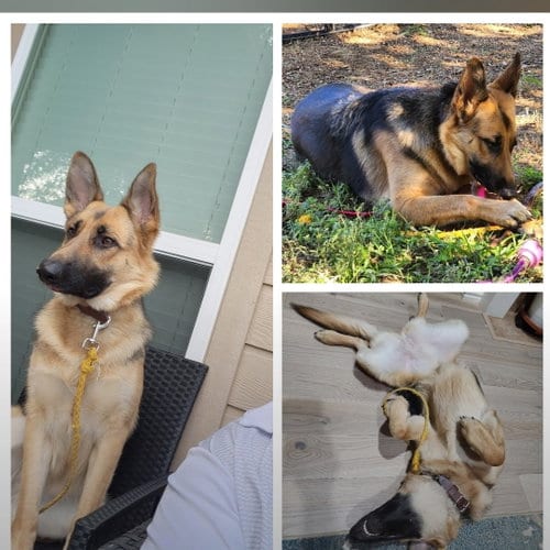 Photo of Mia H GDP, adoptable German Shepherd Dog in Denton, Texas