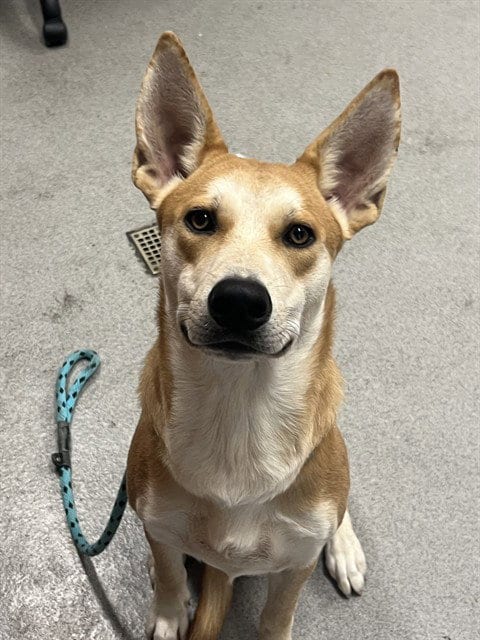 Photo of Shea Butter, adoptable Carolina Dog in Rancho Cucamonga, California