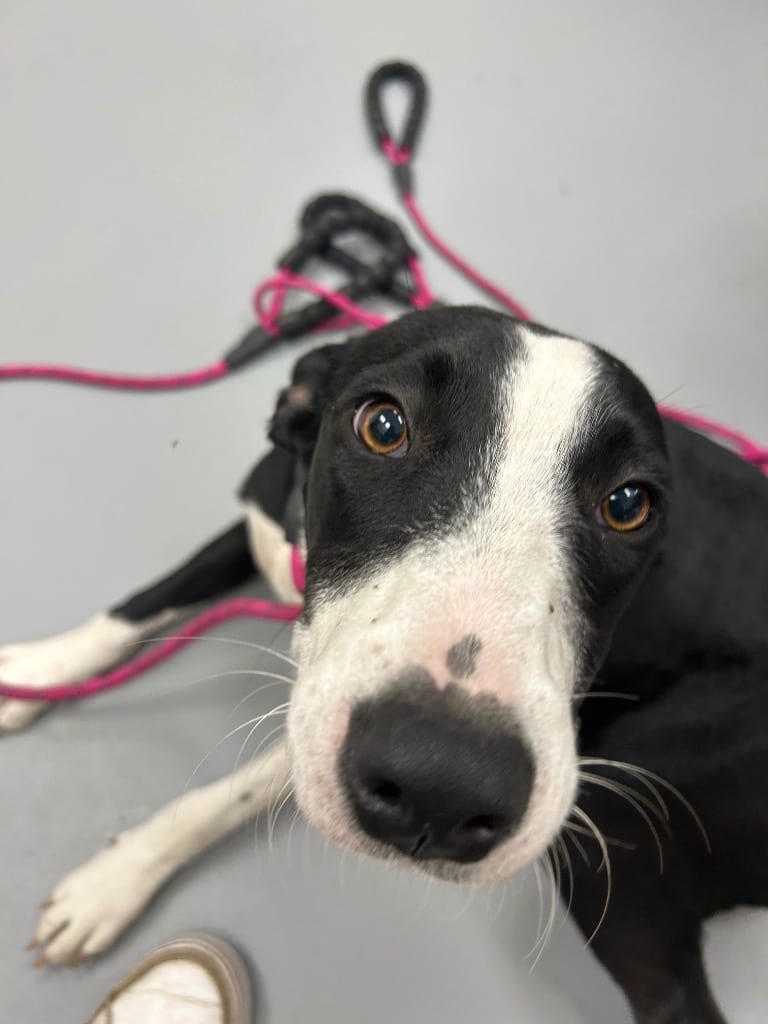 Photo of Slurpuff (Pokémon x3), adoptable Mountain Cur in Hartsville, South Carolina