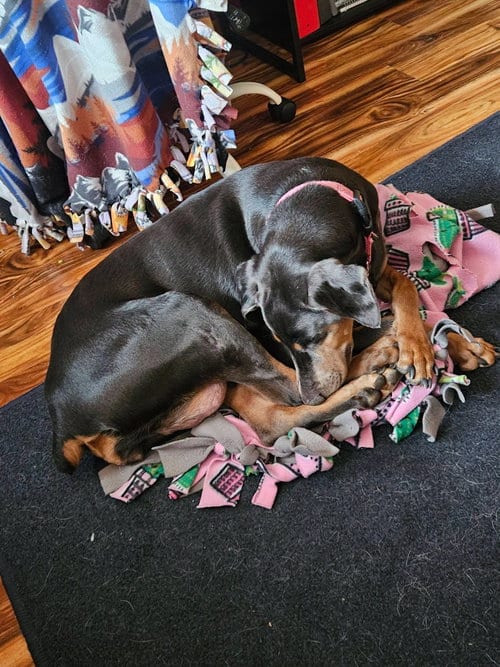 Photo of Diana, adoptable Doberman Pinscher in Buffalo, Minnesota