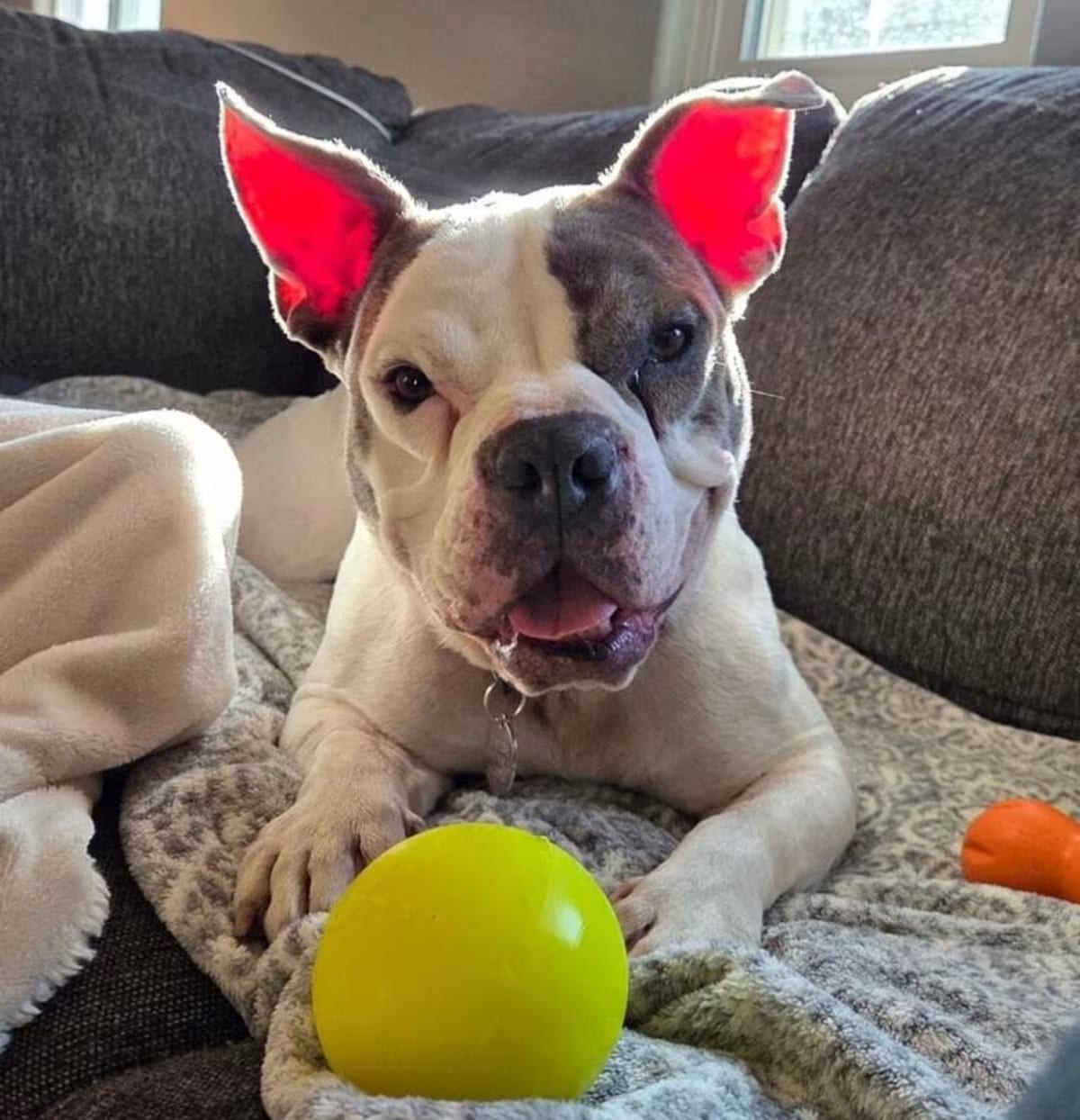 Photo of Vera Wang, adoptable Bulldog in Denver, Colorado