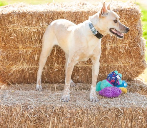 Photo of Cody, adoptable Australian Cattle Dog/Blue Heeler in Alta Loma, California